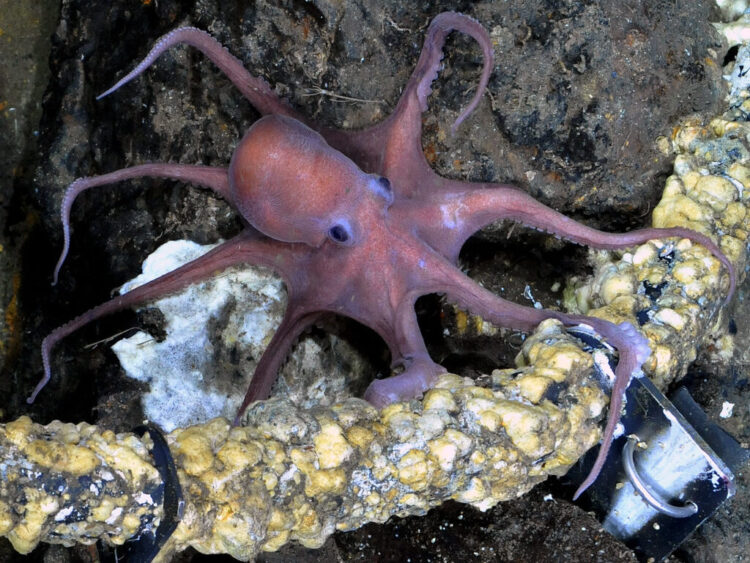 15 Wild Animals That Form Unusual Alliances in Nature