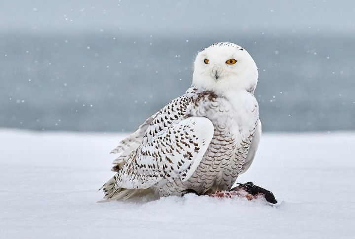 Snowy Owl 
