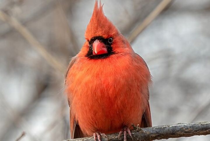 Northern Cardinal 