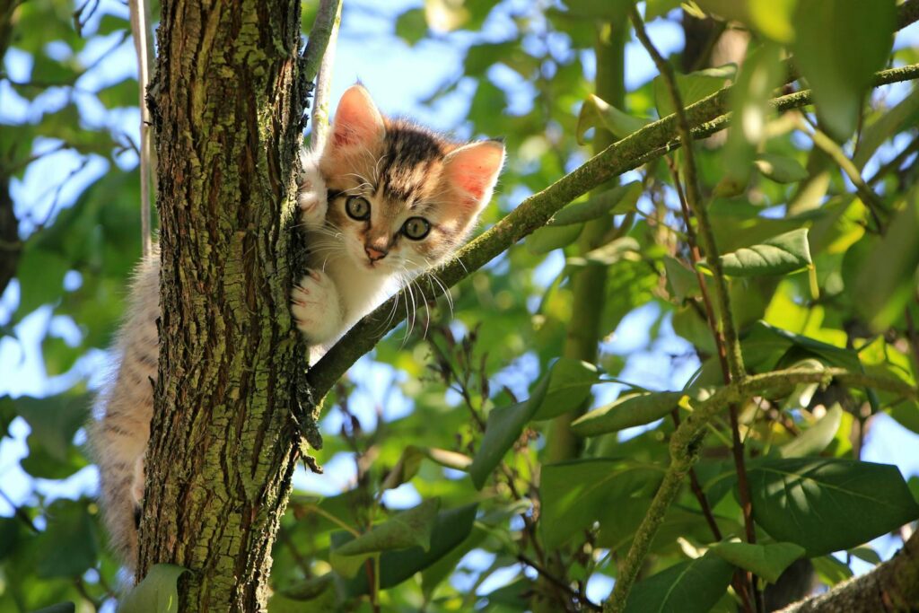 Charming kitten climbing a tree on a sunny day, surrounded by green leaves.