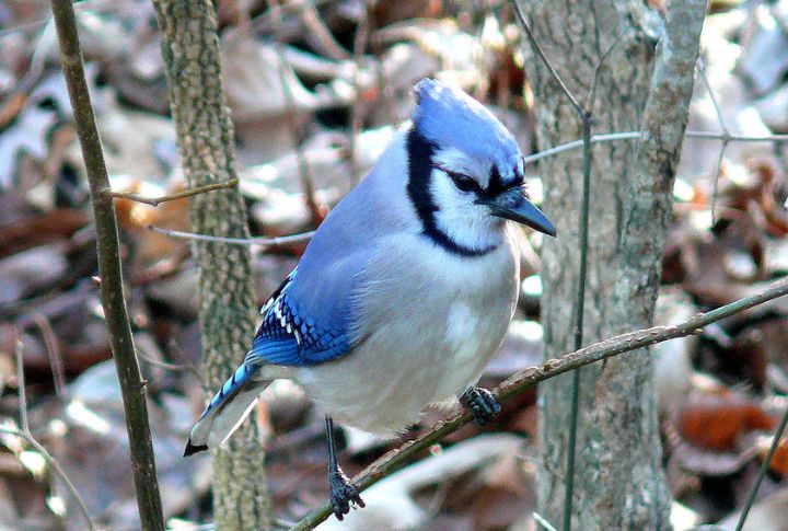 Blue Jay