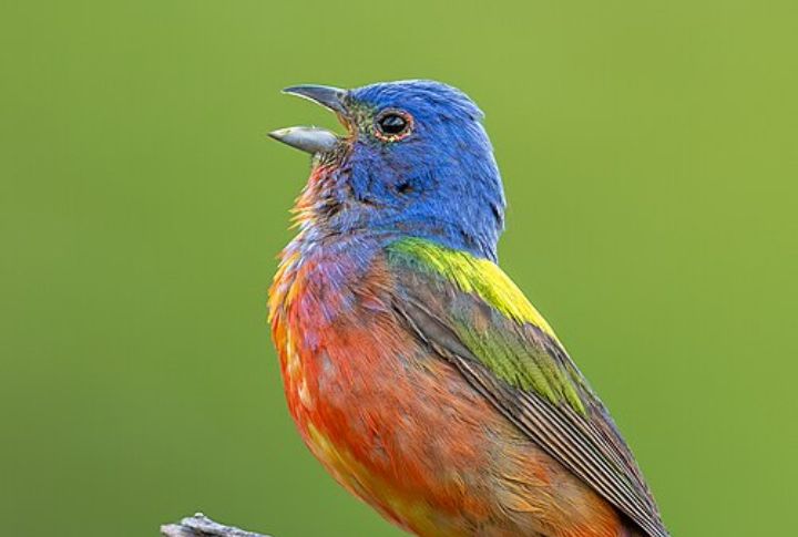 Painted Bunting 
