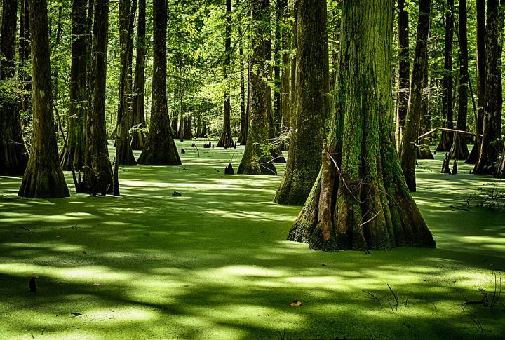 Louisiana
