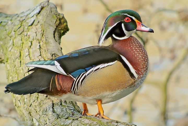 Wood duck