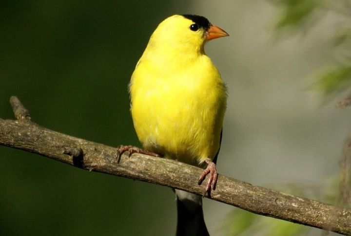 American Goldfinch 
