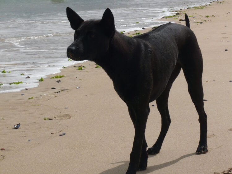 10 Dog Breeds That Look Like They Came from Another Planet