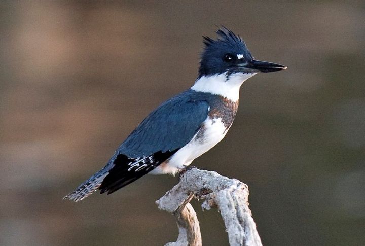 Belted Kingfisher 
