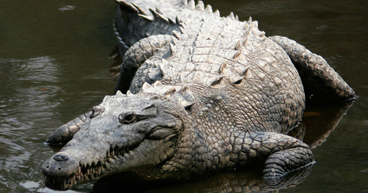 Learn About the Habitats and Amazing Facts of American Crocodiles