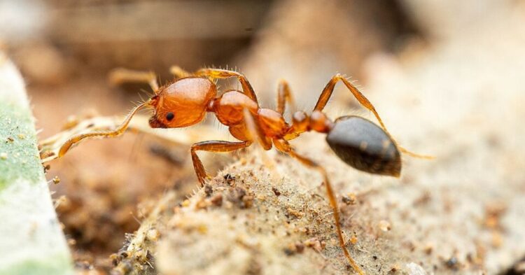 20 States Facing Growing Concern Over Toxic Ant Sightings