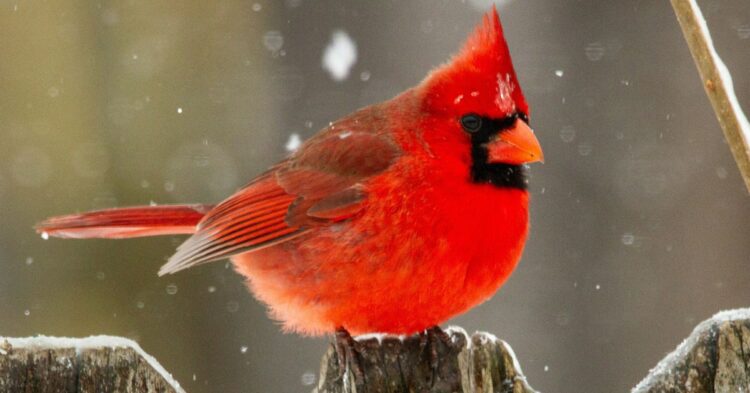 10 Magnificent Wild Birds Calling North America Home