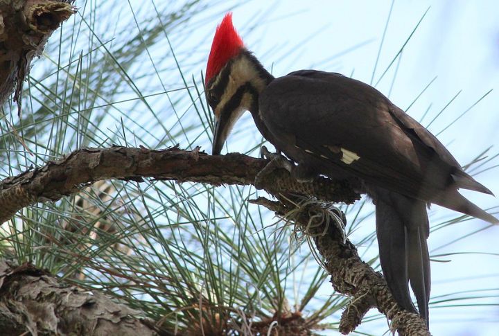 Pileated Woodpecker 
