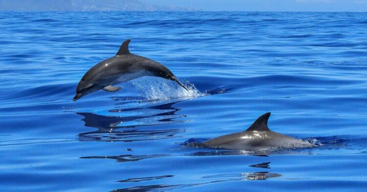 10 Animals That Redefine What It Means to Be Free