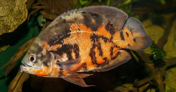 20 Aquarium Fish That Aren’t as Friendly as They Look