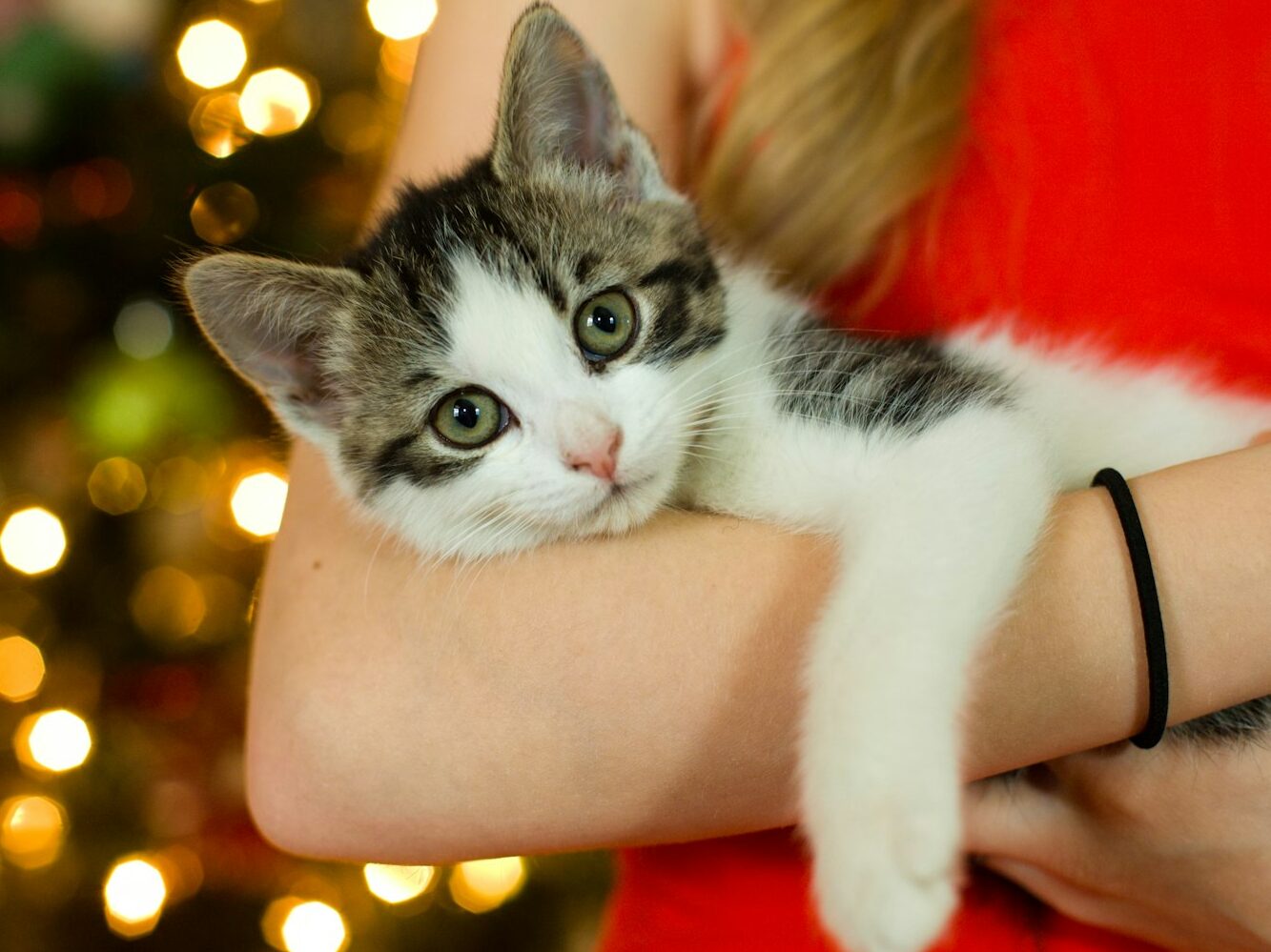 woman carrying kitten