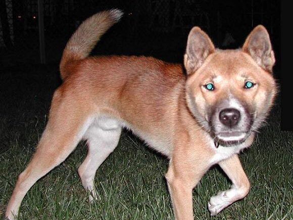 15 Hidden Dangers of Walking Your Dog at Night