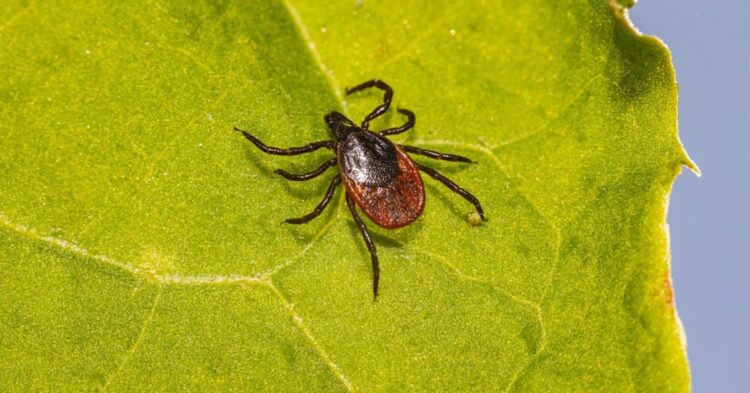 10 Factors Driving the Spread of Lyme Disease in the U.S.