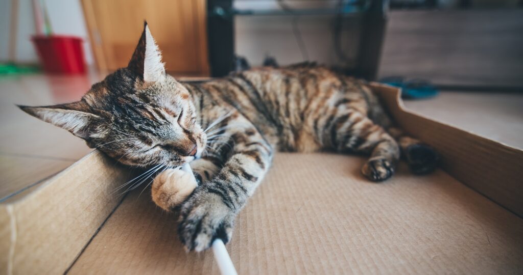 brown tabby cat lying on cardboard box